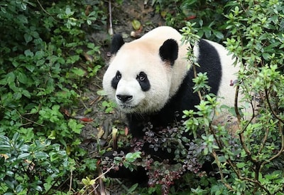 China stuurt panda’s naar Atlanta, Cuba haalt hart uit naar VS: ‘Land is wreder en gevaarlijker geworden’