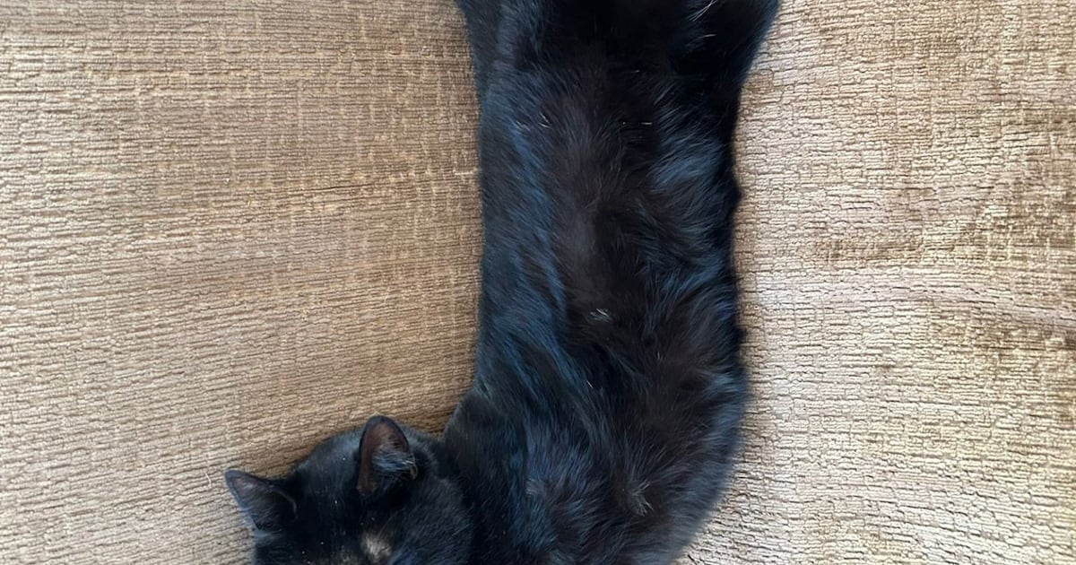 Heb jij Pippa, Sven of Schaap gezien? Deze drie huisdieren worden in Katwijk vermist