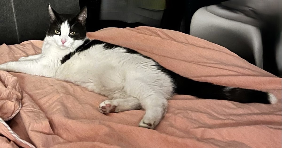 Heb jij Luna gezien? Dit huisdier wordt in Heemstede vermist