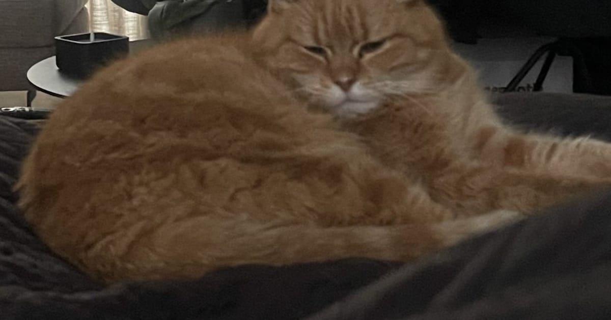 Heb jij Gompie, Siem of Eefje gezien? Deze acht huisdieren worden in Amersfoort vermist