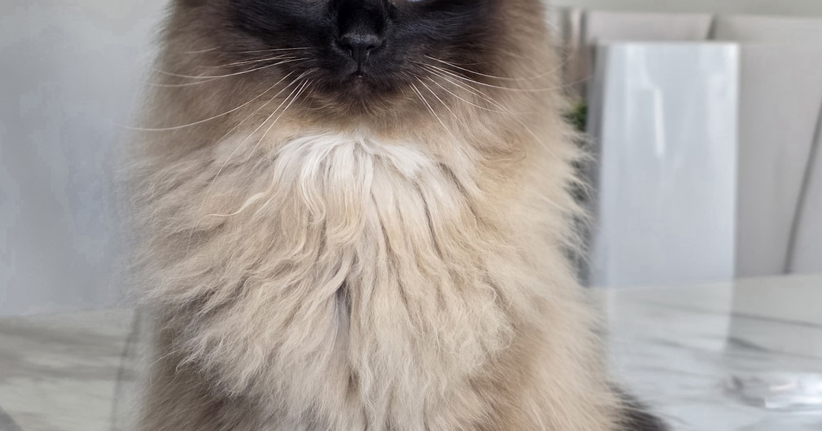 Heb jij Moeny gezien? Dit huisdier wordt in Pijnacker-Nootdorp vermist