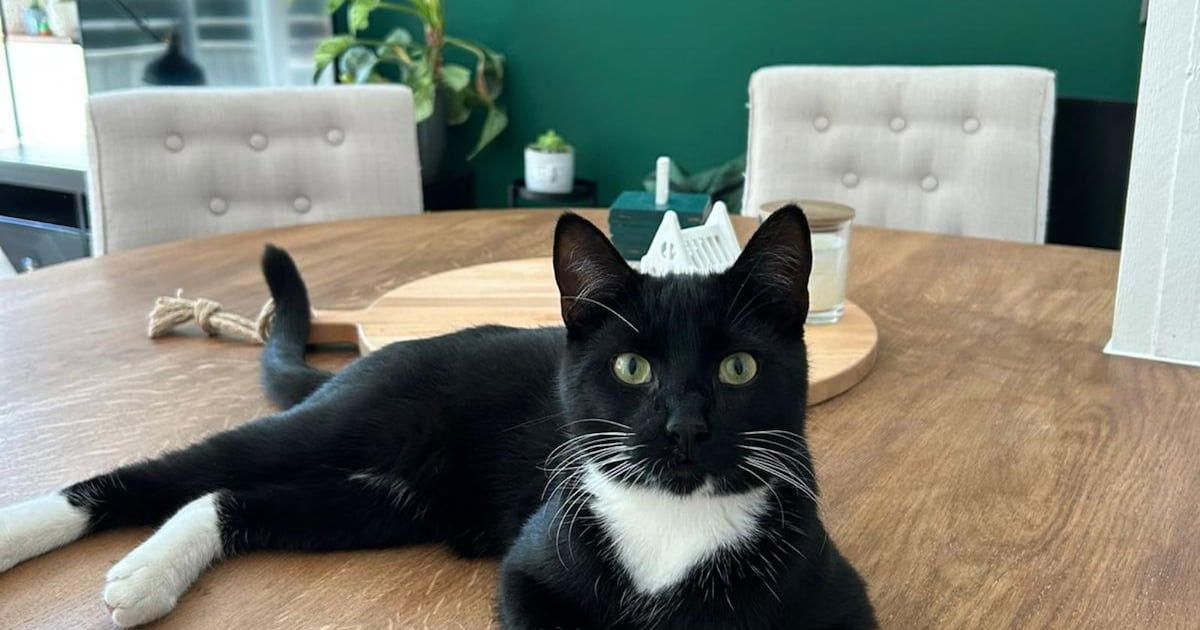 Heb jij Nala, Noodle of Hemera gezien? Deze zeven huisdieren worden in Zeist vermist