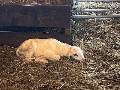 Lammetjesdag op Ginkelse heide viert geboorte jonge schapen