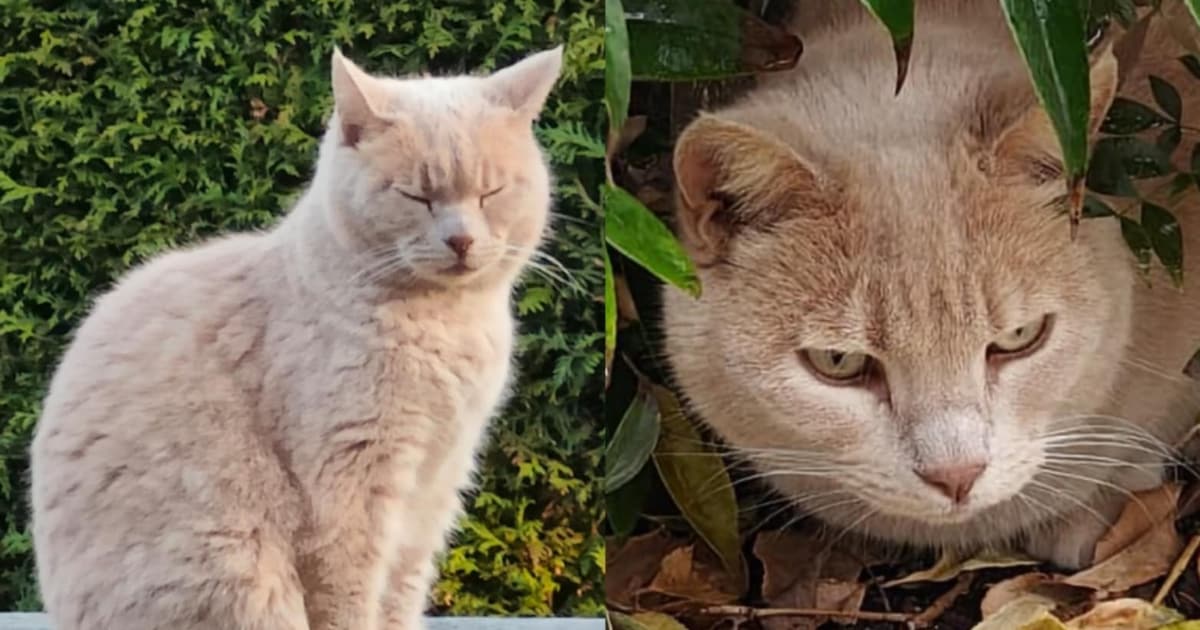 Is kat Sunny uit Leeuwarden helemaal naar Hengelo gelopen? ‘Misschien is-ie meegelift’