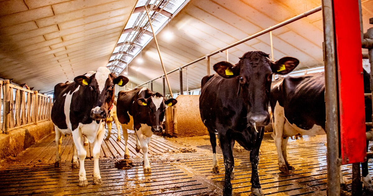 Veel boeren hebben geen opvolgers: ‘Koeien verdwijnen uit Ooijpolder’