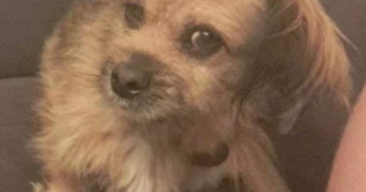 Heb jij Nikita gezien? Dit huisdier wordt in Reimerswaal vermist