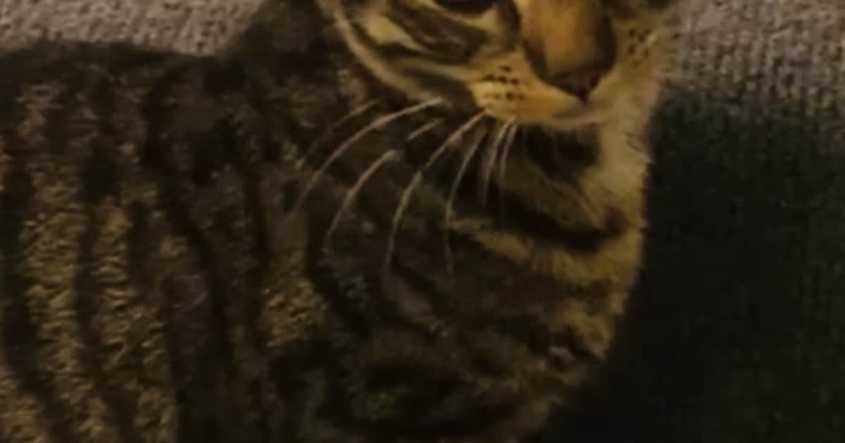 Heb jij Nala, Luna of Junior gezien? Deze negen huisdieren worden in Zoetermeer vermist