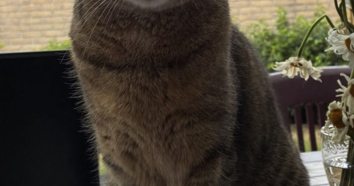 Heb jij Jojo gezien? Dit huisdier wordt in Geldrop-Mierlo vermist