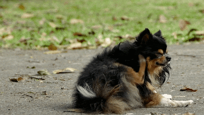 Is flea treatment toxic to my pet? 5 questions answered about fleas and ticks