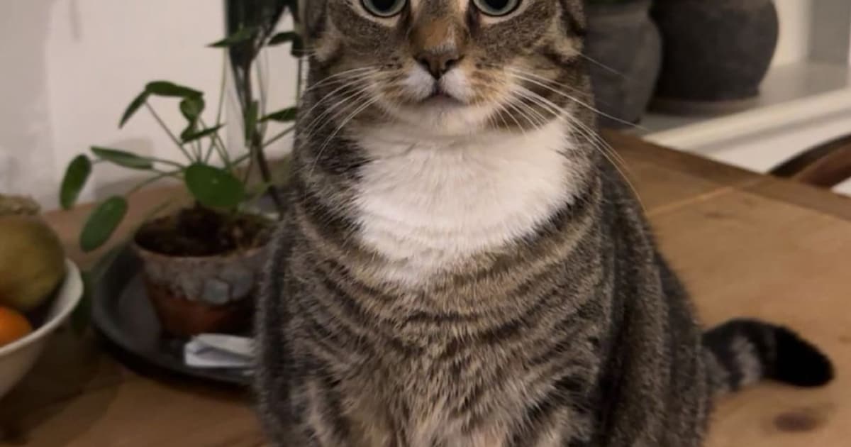 Heb jij Ippie gezien? Dit huisdier wordt in Drechterland vermist