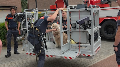 Hond Pim gered uit dakgoot door brandweer Ede