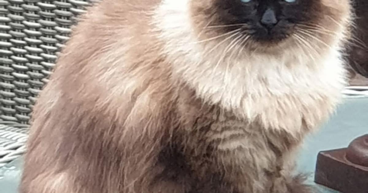 Heb jij Moji, Toeki of Maussie gezien? Deze drie huisdieren worden in Nieuwkoop vermist