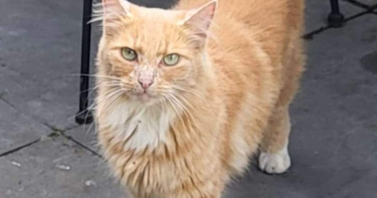 Heb jij Freek gezien? Dit huisdier wordt in Leusden vermist