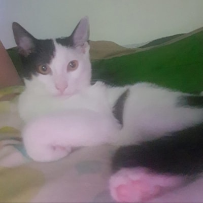 Heb jij Mowgli, Sibbel of Bobbi gezien? Deze 14 huisdieren worden in Arnhem vermist