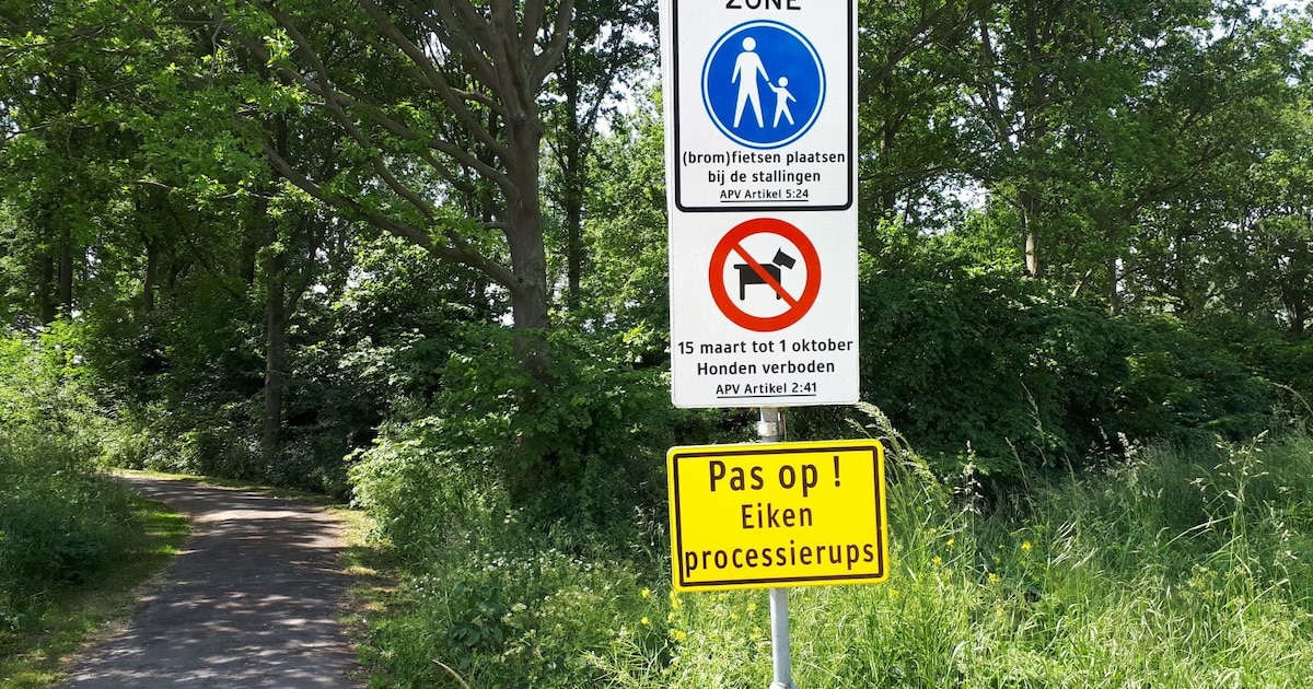Eikenprocessierupsen gesignaleerd in Wijk bij Duurstede