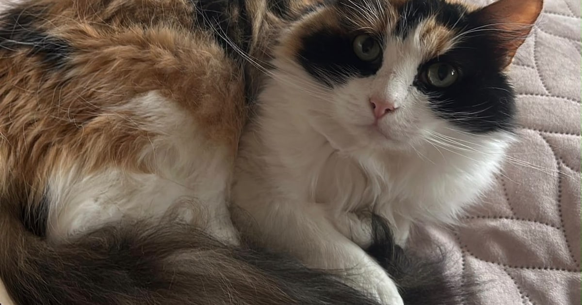 Heb jij Saartje gezien? Dit huisdier wordt in Sliedrecht vermist