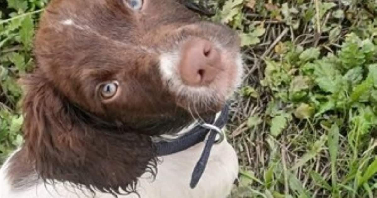 Heb jij Moos gezien? Dit huisdier wordt in Meerssen vermist