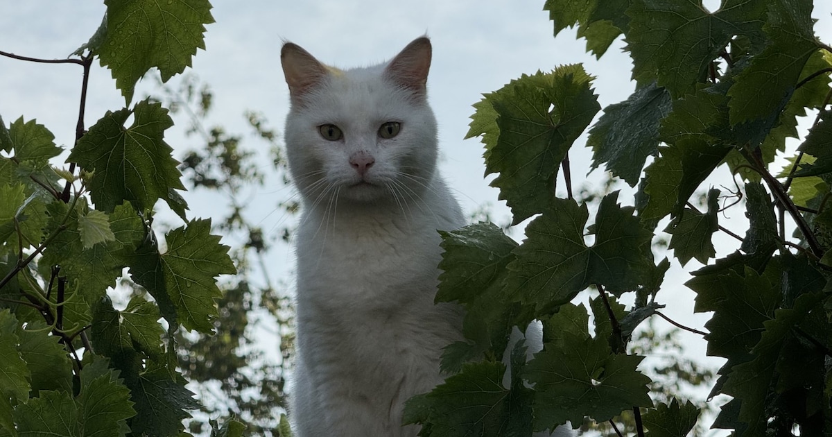 Heb jij Maartje gezien? Dit huisdier wordt in Aalsmeer vermist