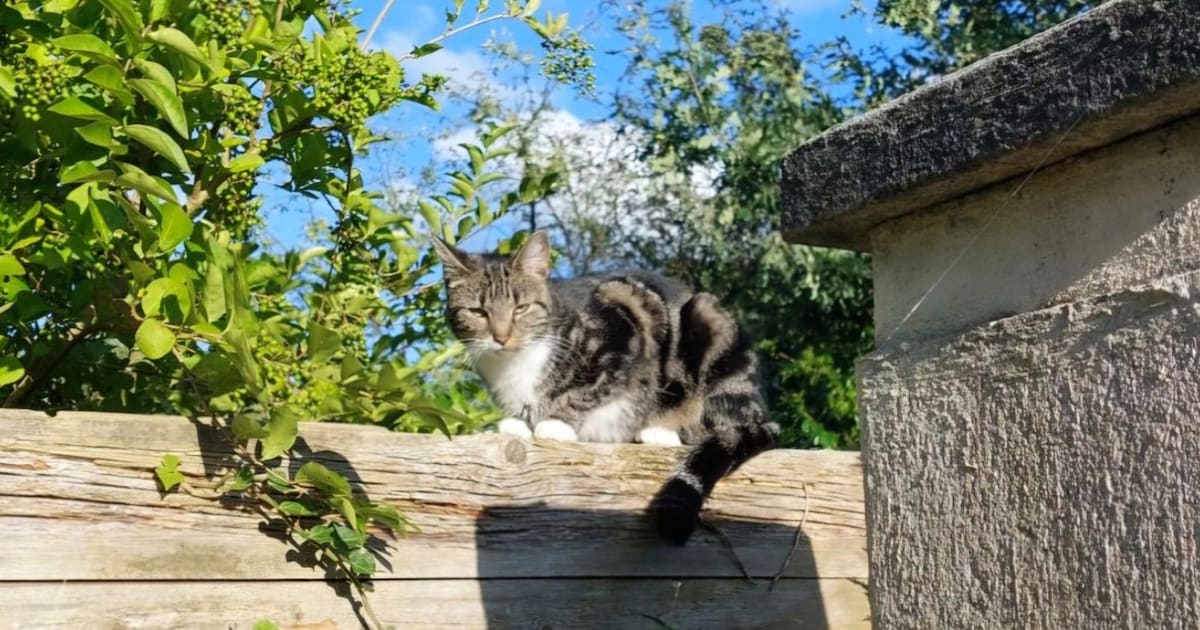 Heb jij Milo, Meissie of Ayla gezien? Deze vier huisdieren worden in Leiderdorp vermist