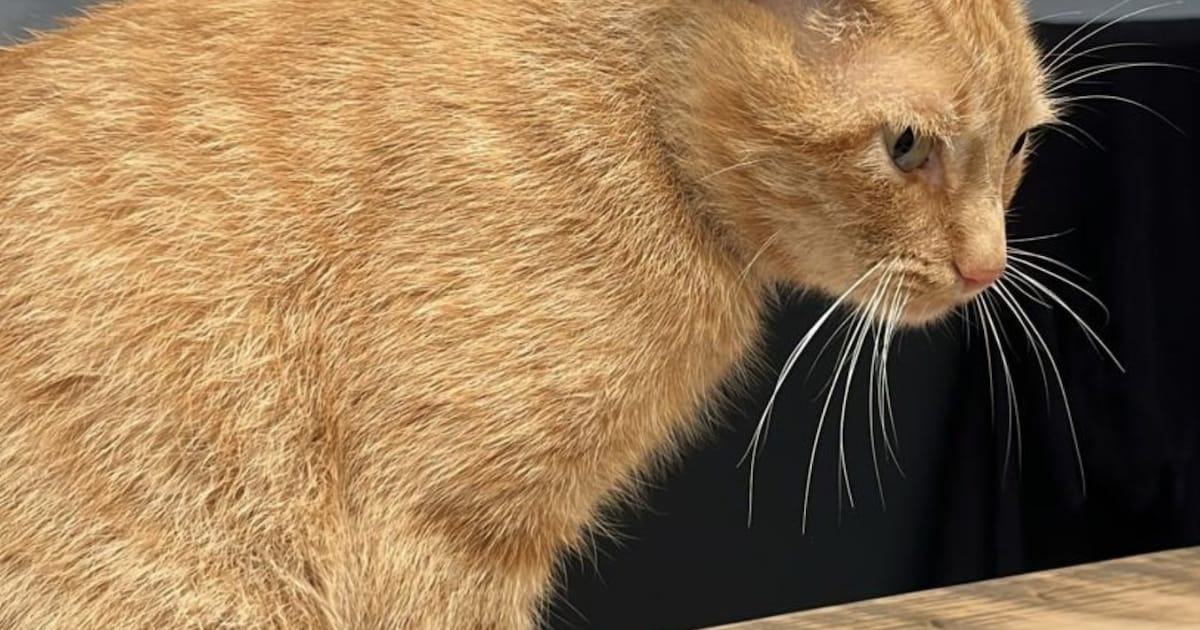 Heb jij Baer gezien? Dit huisdier wordt in Echt-Susteren vermist