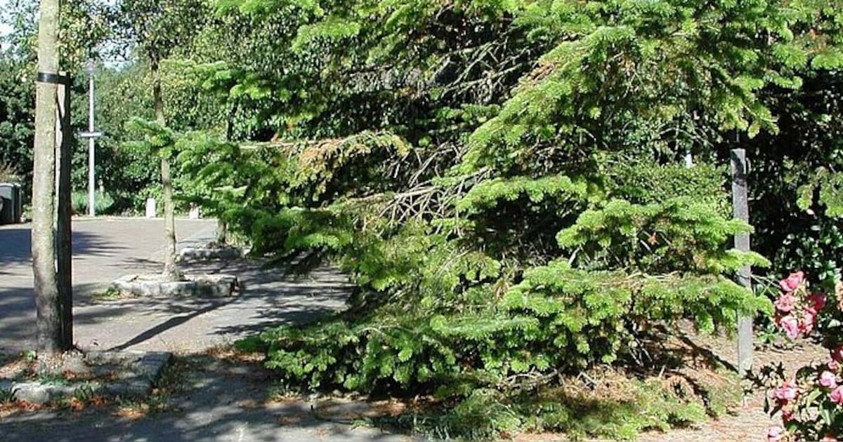 Gemeente Lisse begint met snoeien van overhangend groen