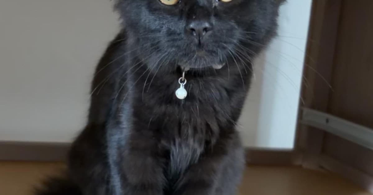 Heb jij Sol, Mickey of Peppie gezien? Deze drie huisdieren worden in Nunspeet vermist
