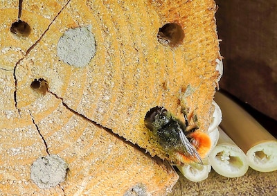 Tips voor meer biodiversiteit in West Maas en Waal