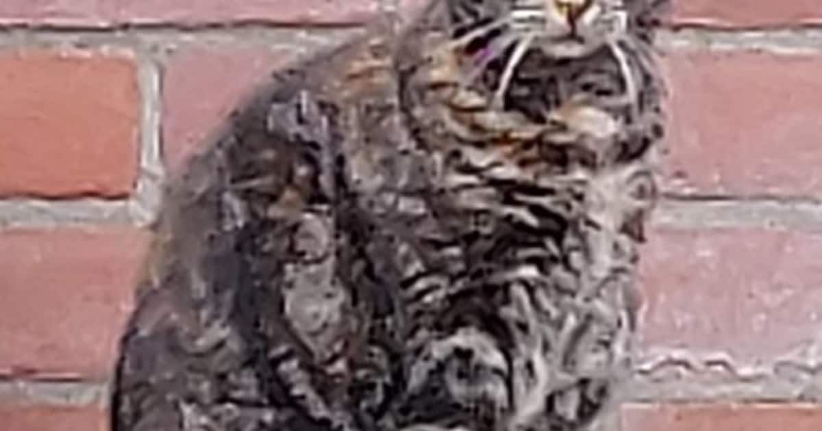 Heb jij Semmy gezien? Dit huisdier wordt in De Bilt vermist