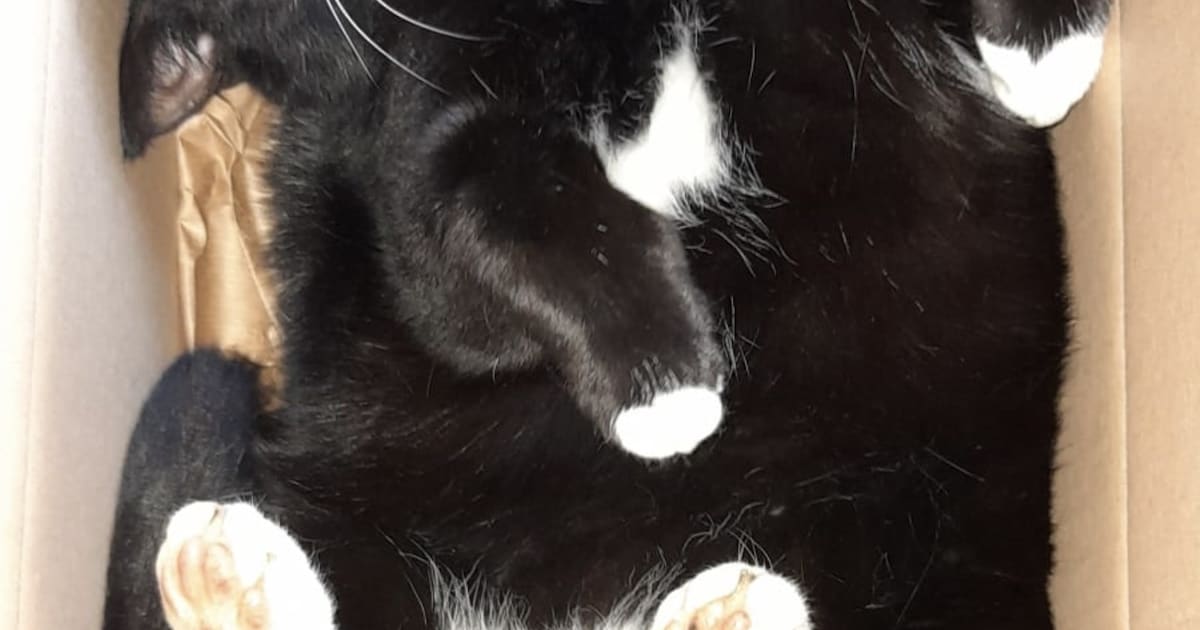 Heb jij Bobby, Mimi of Sik gezien? Deze drie huisdieren worden in Echt-Susteren vermist