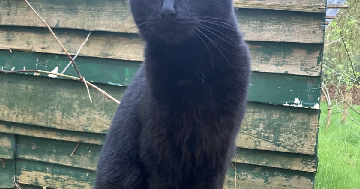 Heb jij Janna gezien? Dit huisdier wordt in Heerenveen vermist