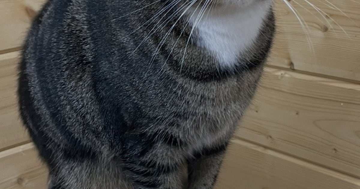 Heb jij Gijsje of Loua gezien? Deze twee huisdieren worden in Meerssen vermist
