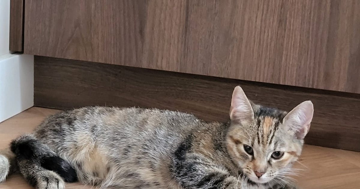 Heb jij Slevin of Coco gezien? Deze twee huisdieren worden in Heeze-Leende vermist