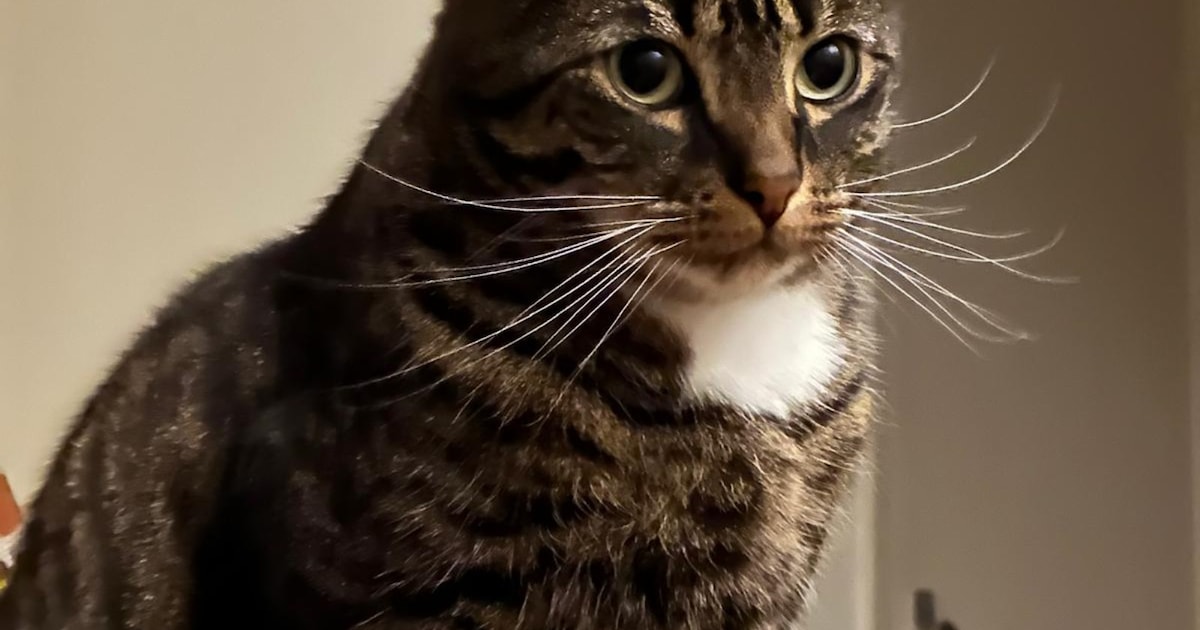 Heb jij Max gezien? Dit huisdier wordt in Son en Breugel vermist