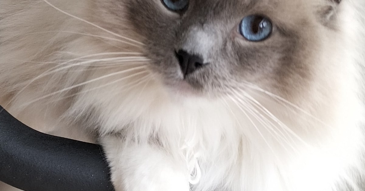 Heb jij Mae of Cindy gezien? Deze twee huisdieren worden in Teylingen vermist