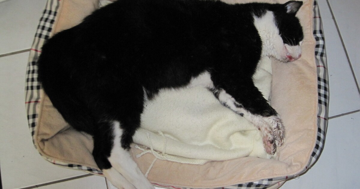 'Buurman vergiftigt katten uit wraak in Alkmaar'