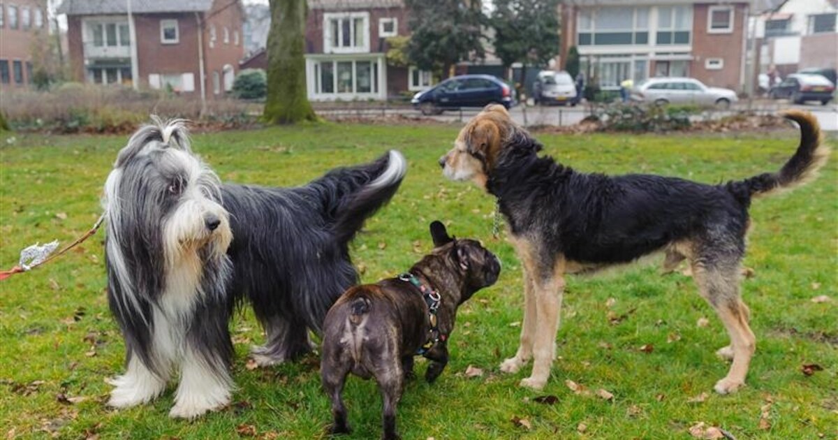 Slangenbeek in Hengelo is een walhalla voor honden