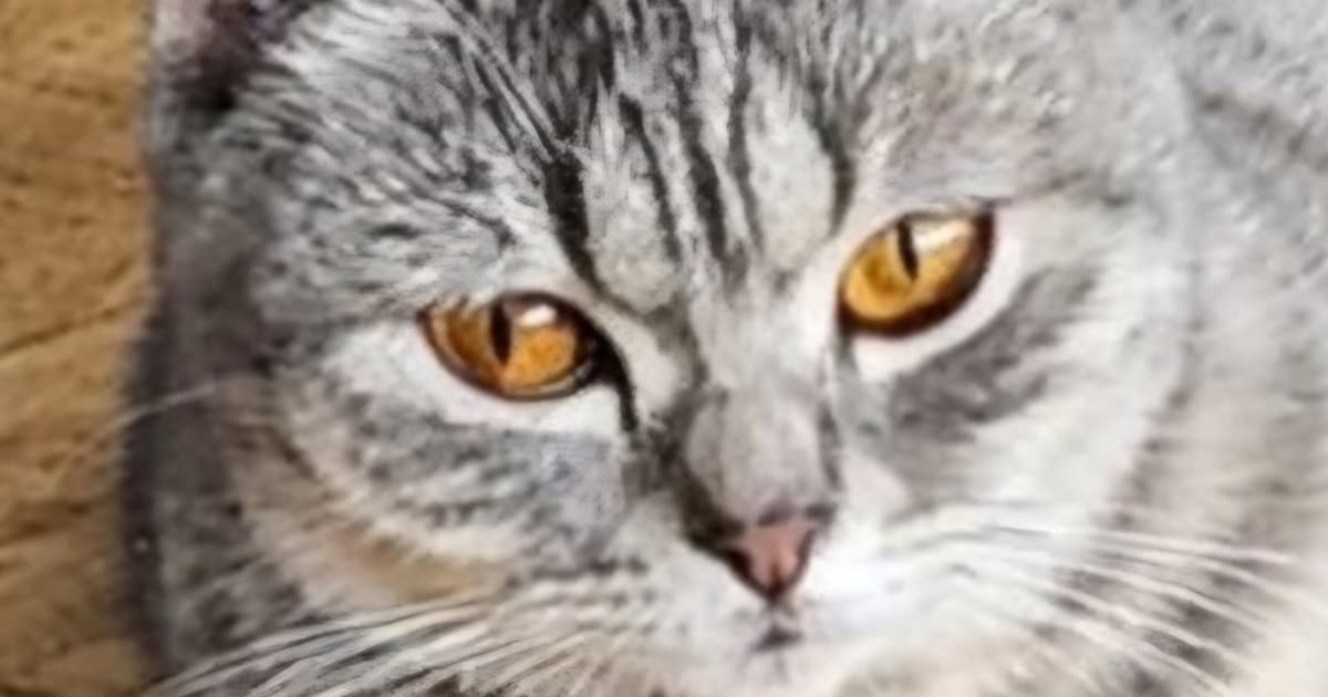 Heb jij Silver gezien? Dit huisdier wordt in Bergen vermist