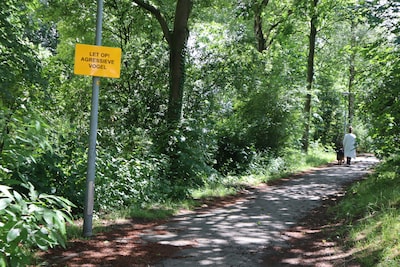 Agressieve kraaien vallen mensen aan in het park: ‘Het zijn net F-16’s joh’