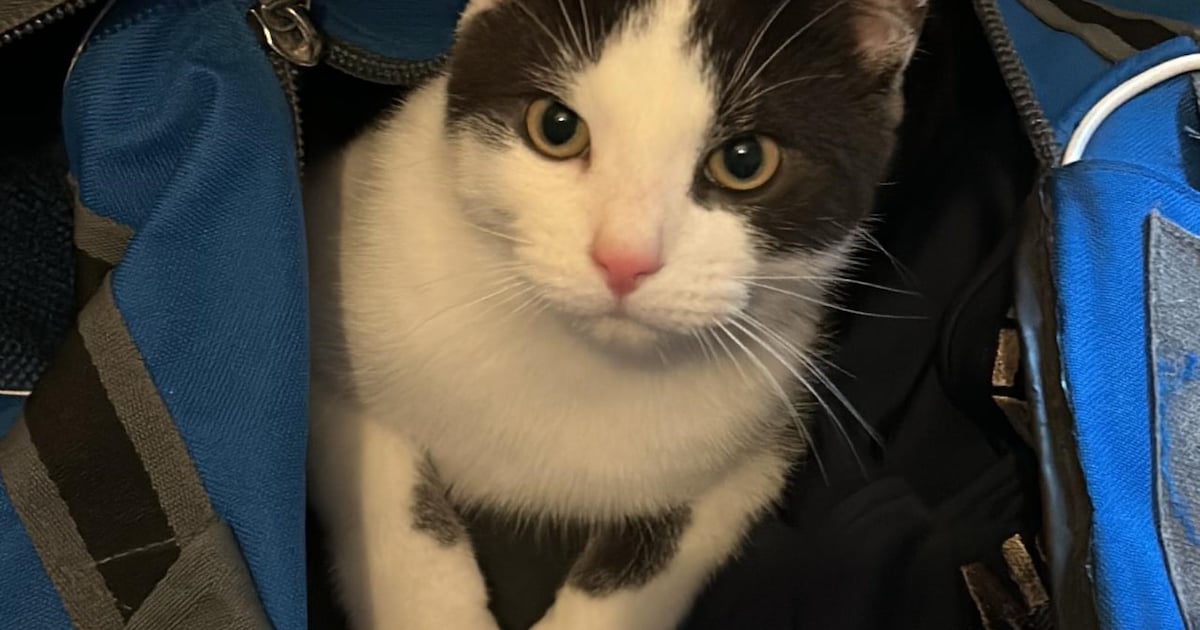 Heb jij Benji gezien? Dit huisdier wordt in Halderberge vermist