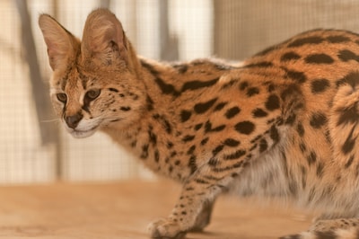 Nick in tranen als rechter zegt dat hij zijn serval terugkrijgt: ‘Pablo is mijn kind’