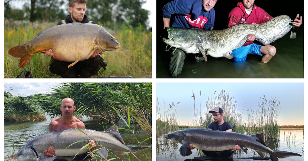 Op jacht naar monstervis in ‘propvol’ water in Enschede: ‘Soms gevecht ...