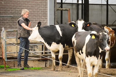 Kabinet wil biologisch boeren aantrekkelijker maken: worden zij de grote winnaars van de nieuwe stik
