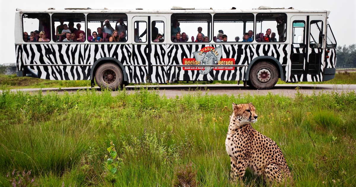 Cheeta uit verblijf ontsnapt in Safaripark Beekse Bergen, park blijft dicht tot dier gevangen is