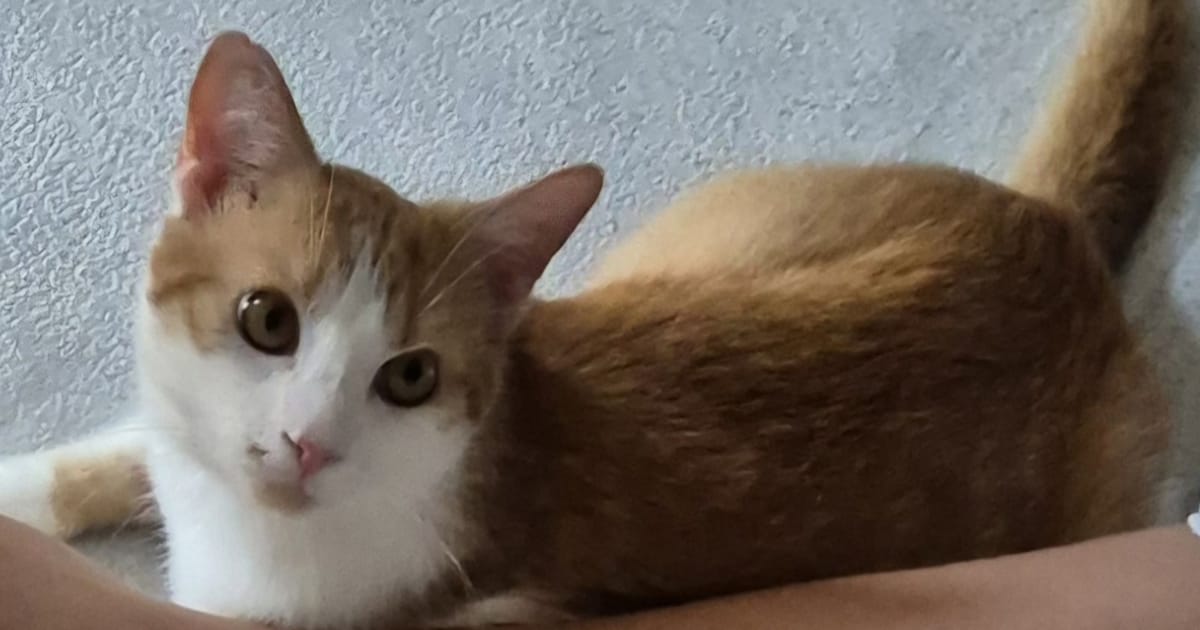 Heb jij Poekie of Benji gezien? Deze twee huisdieren worden in Roermond vermist