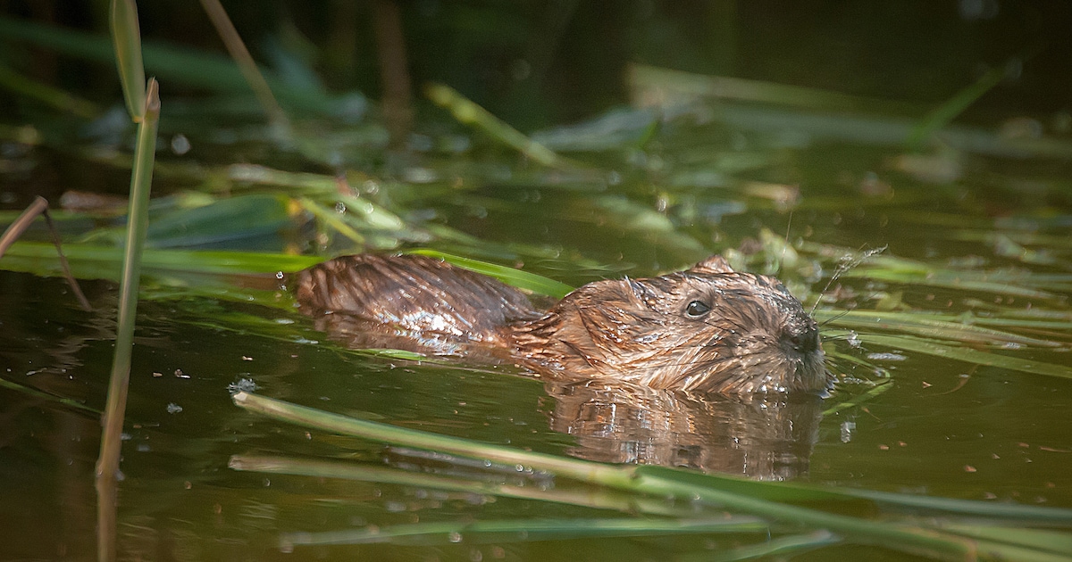 Aantal muskusratten in Zeeland flink gedaald