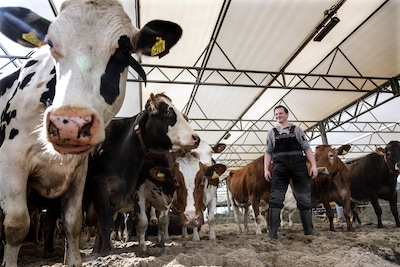 Unieke open koeienstal in Aalten met zandbak: ‘Hier rennen de koeien in de wei of in een grote zandb