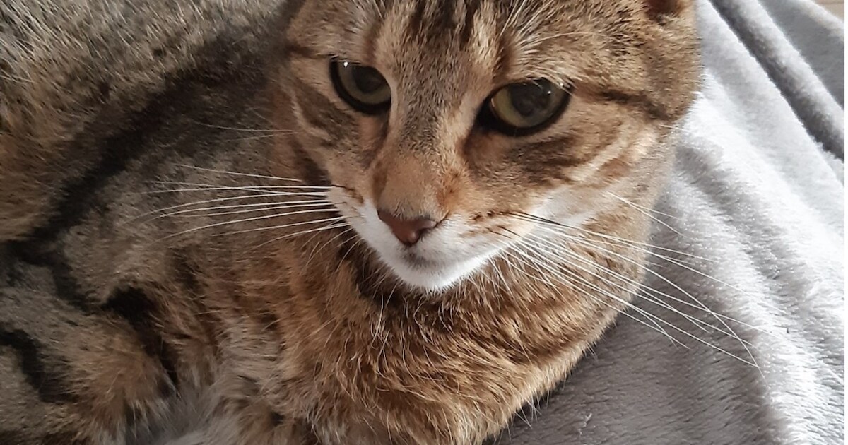 Heb jij Zera gezien? Dit huisdier wordt in Bergeijk vermist