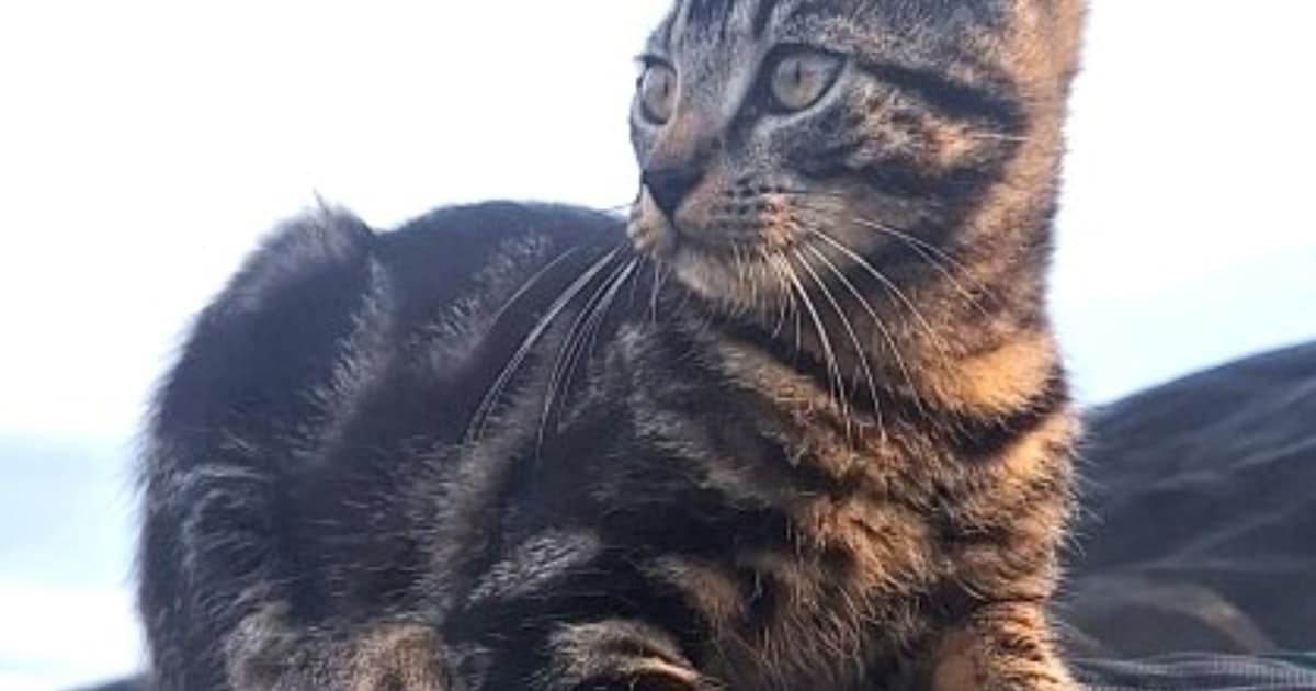 Heb jij Licky gezien? Dit huisdier wordt in De Wolden vermist