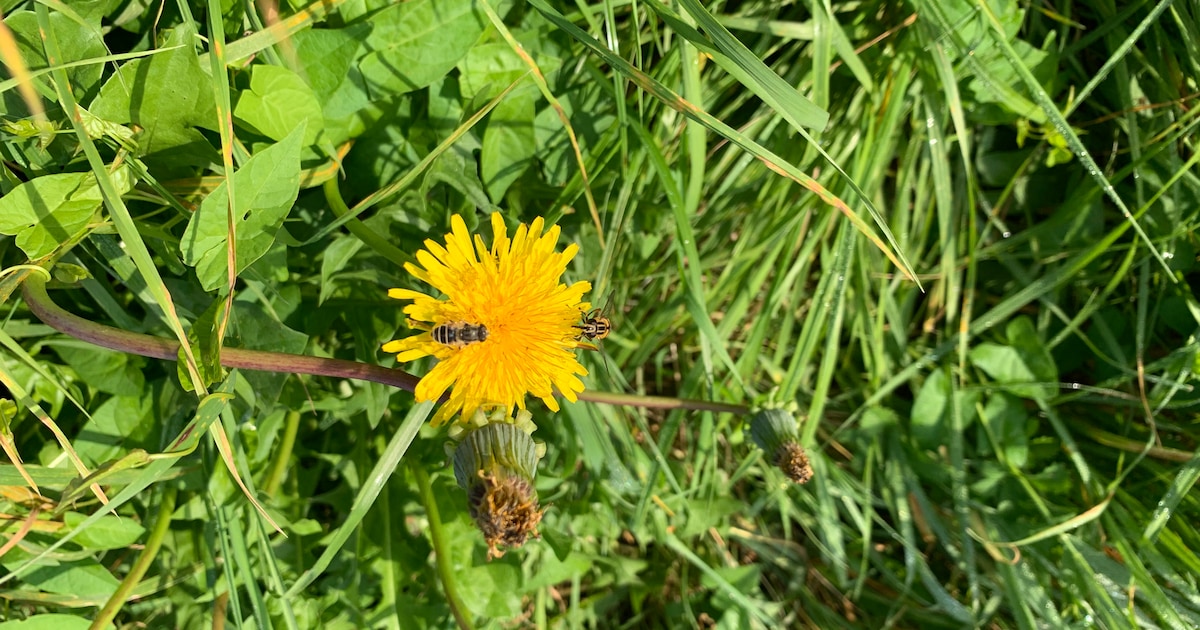 Eindejaars Plantenjacht in Geldrop op 28 december