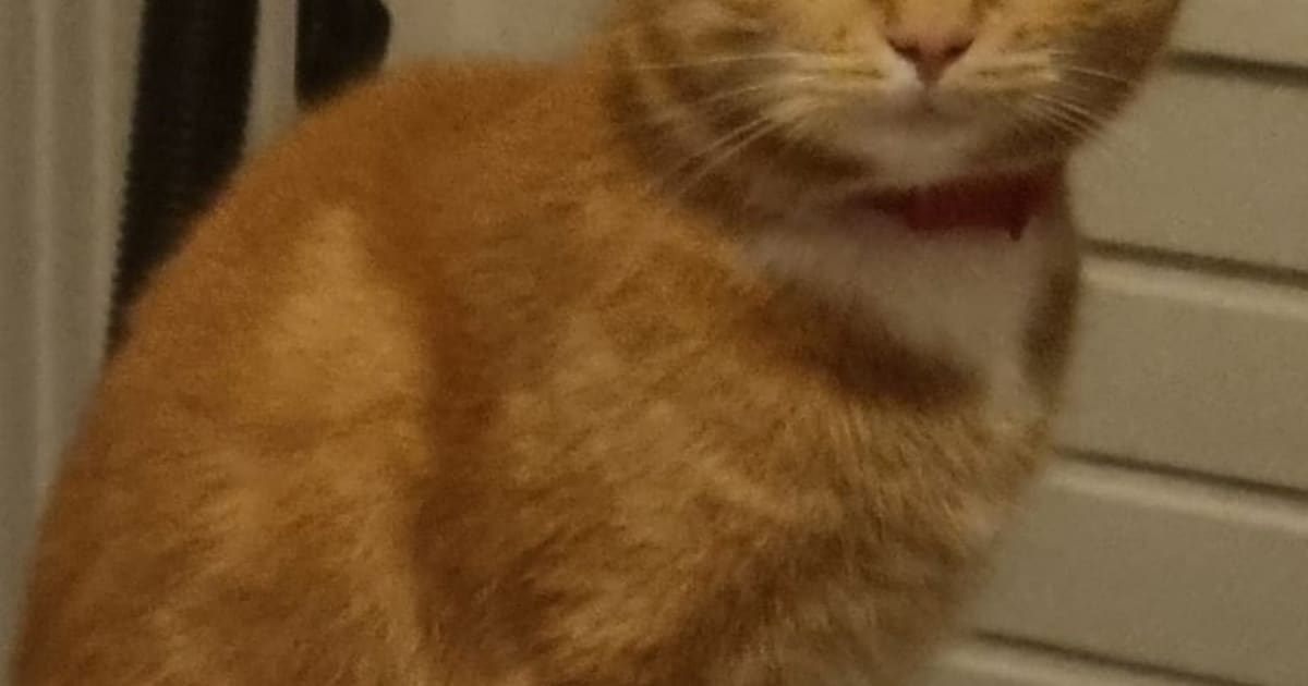 Heb jij Carfield gezien? Dit huisdier wordt in Hattem vermist